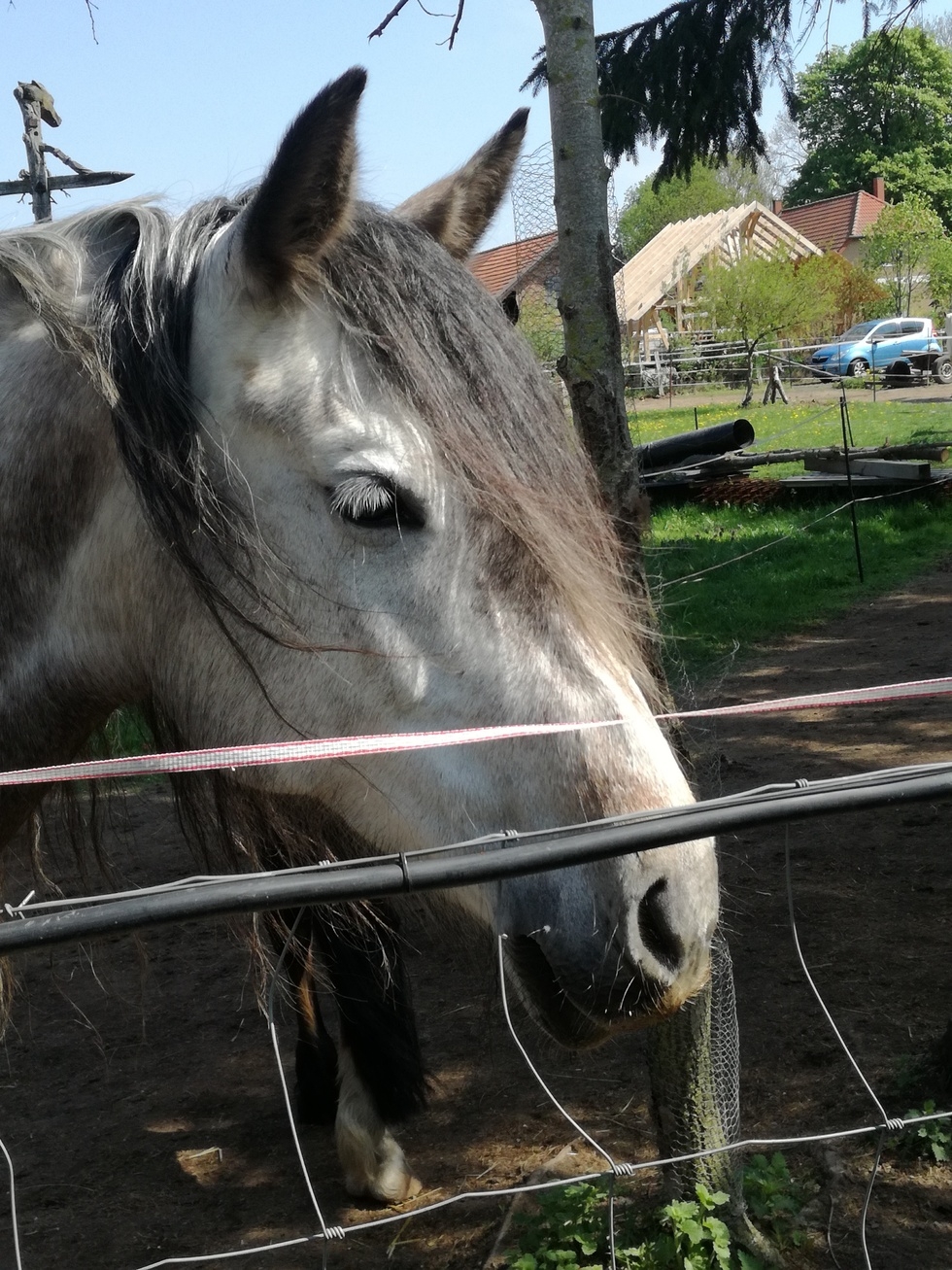 Erlebnis Reitkurs