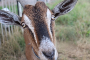 Sommereindrücke von TierfreundAnja aus Berlin