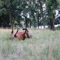images/TierfreundAnja/TierfreundAnja.2.jpg