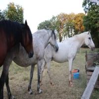 images/TierfreundAnja/TierfreundAnja.4.jpg