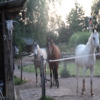 images/TierfreundAnja/TierfreundAnja.7.jpg