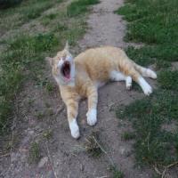 images/TierfreundAnja/TierfreundAnja.8.jpg