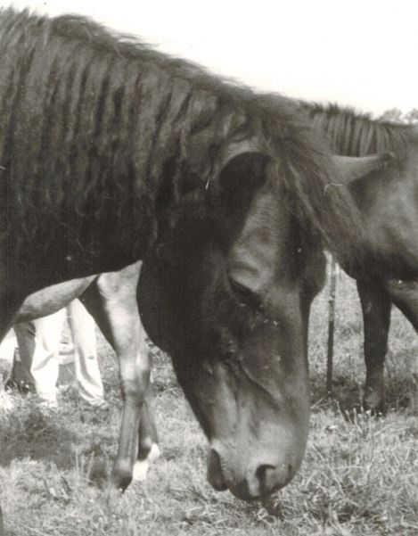 Karen, Gotlandpony