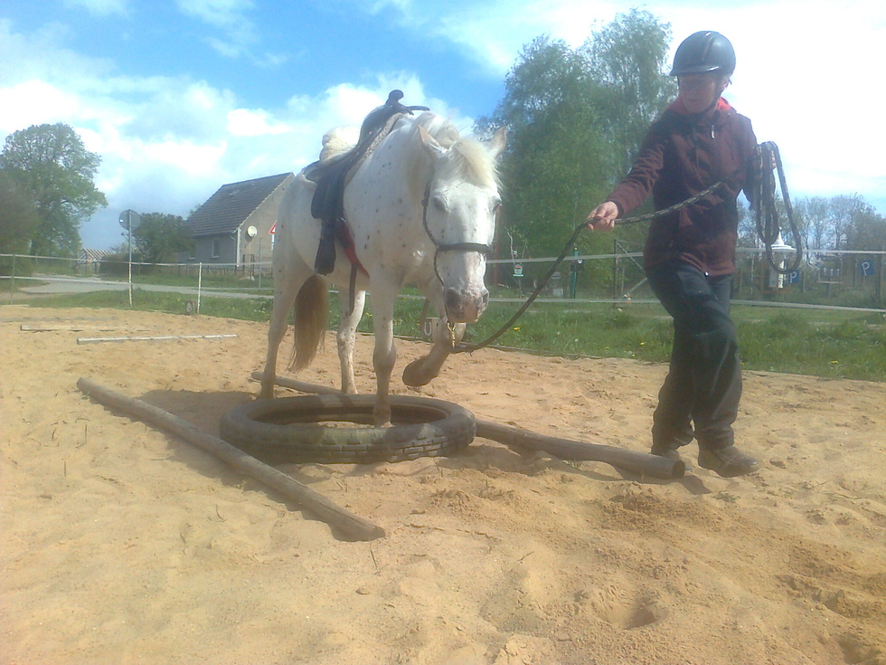 Bodenarbeit, Reiten lernen, Horsemanship, Pferden Gutes tun im Sinne einfühlsamer Massagegriffen und mehr - all das kann Bestandteil deiner Pferdezeit sein - je nach deinen Wünschen und unseren Möglichkeiten.