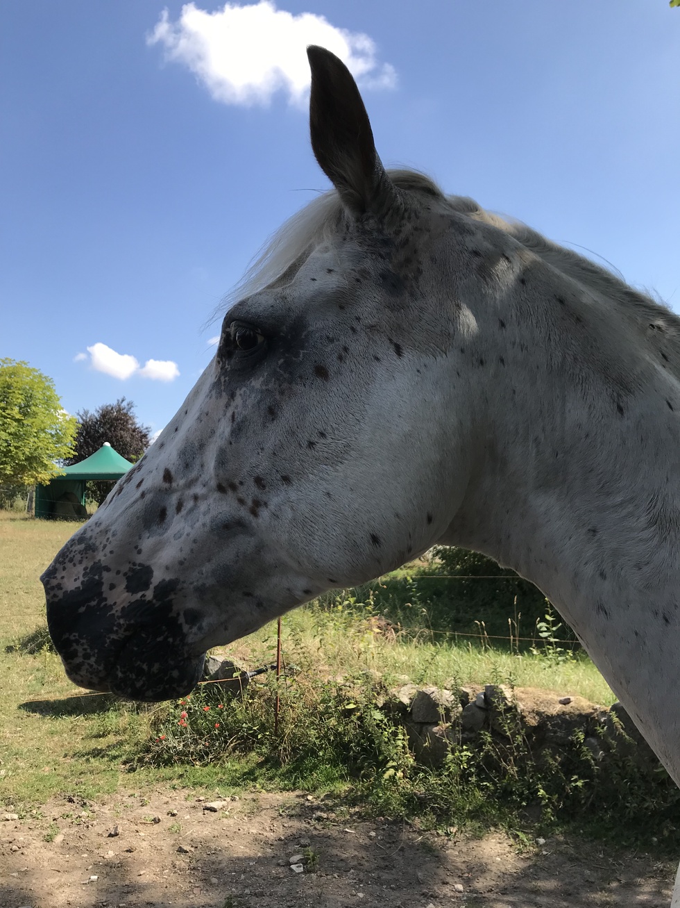 Ashley - unser Allrounder par excellense