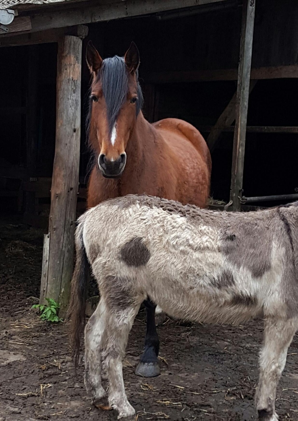 Josefine - nun ist sie da, Bêlas kleine, große Schwester!