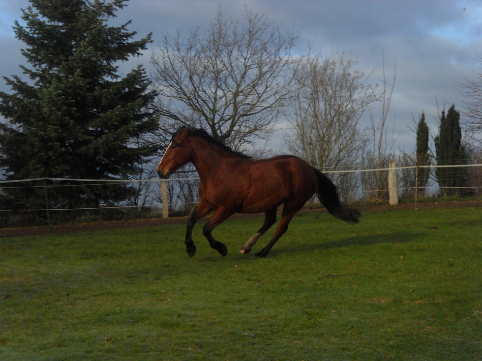 Josefinchen....unsere Horsemanshiptrainerin