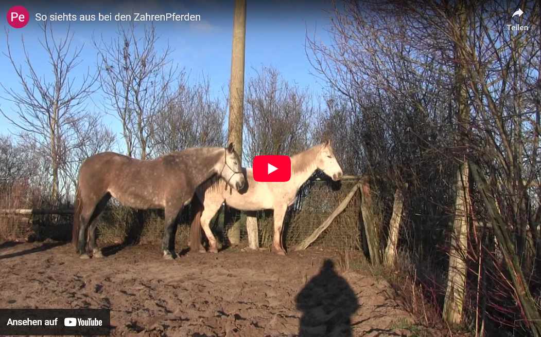 Kleiner Einblick in unseren Hof und laufende Projekte