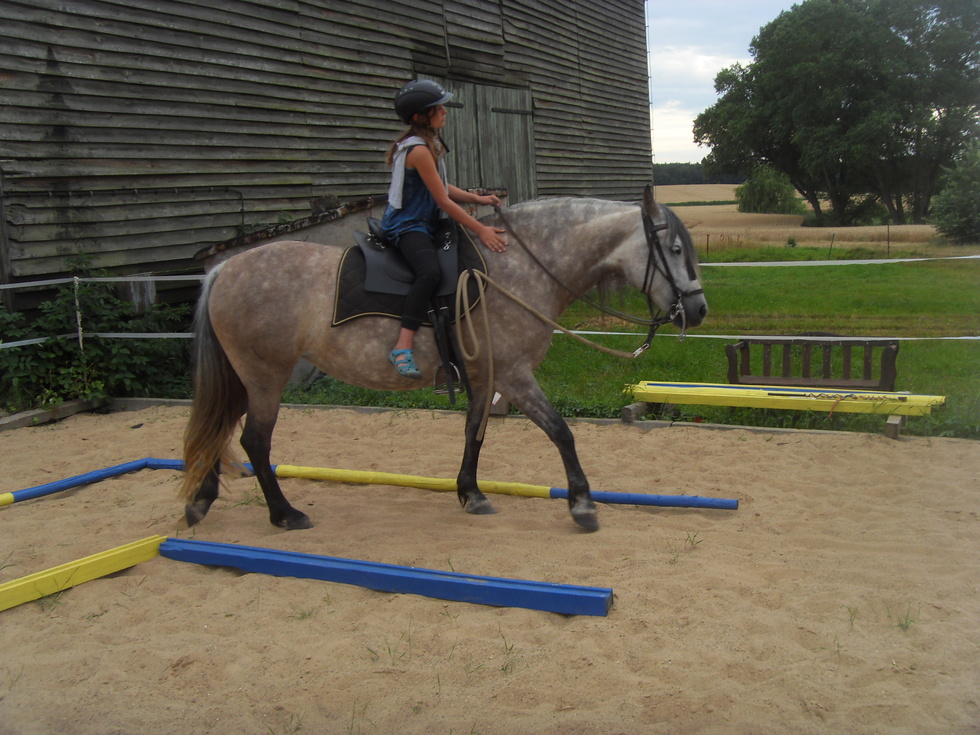 Feines Reiten mit Schulpferden?